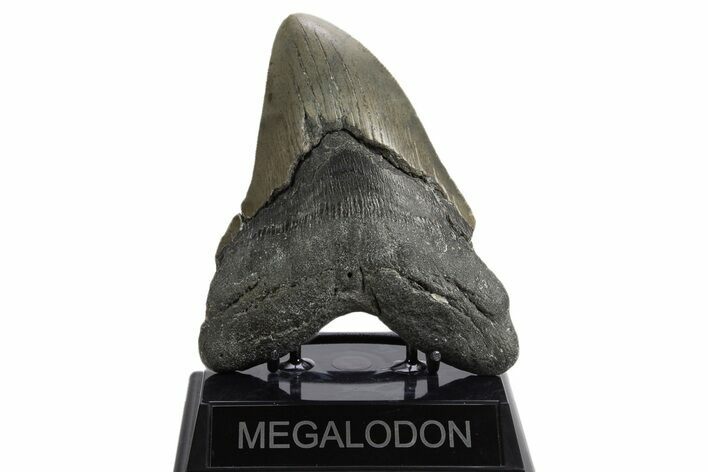 Serrated, Fossil Megalodon Tooth - North Carolina #340840